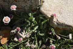 Psychrogeton andryaloides